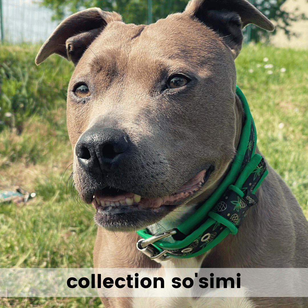 collier pour chien confort